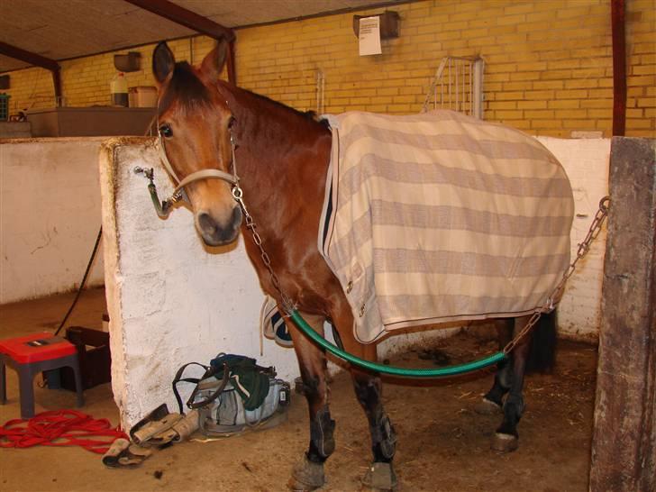 DSP Burton´s Dream *Solgt* billede 4