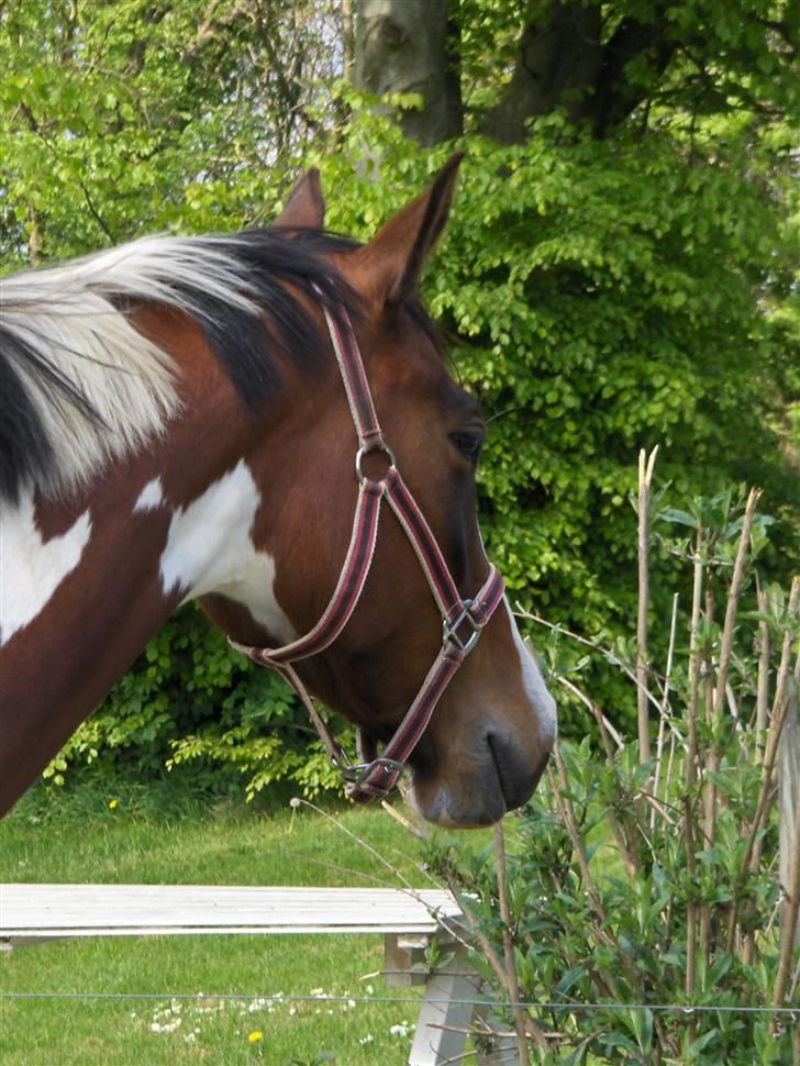 Anden særlig race Miss MoonLight - Havd er det der er derovre? billede 15