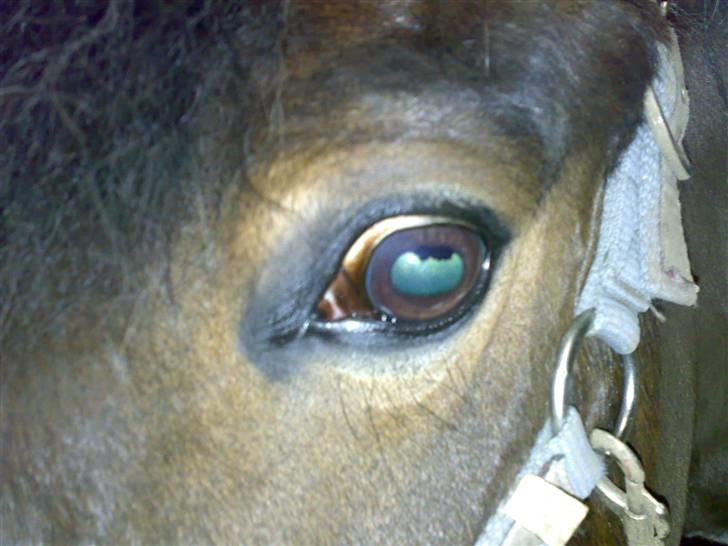 Anden særlig race spirit (tidliger part) :) - ville ikk tages foto´s af hehe min mus <´333 billede 2