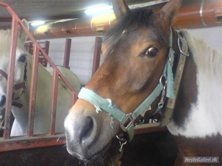 Anden særlig race spirit (tidliger part) :) - leger gemme leg billede 3