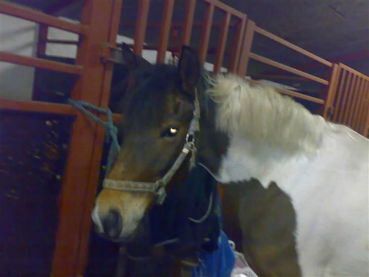 Anden særlig race spirit (tidliger part) :) - spirit i stalden , han  er så musser billede 4