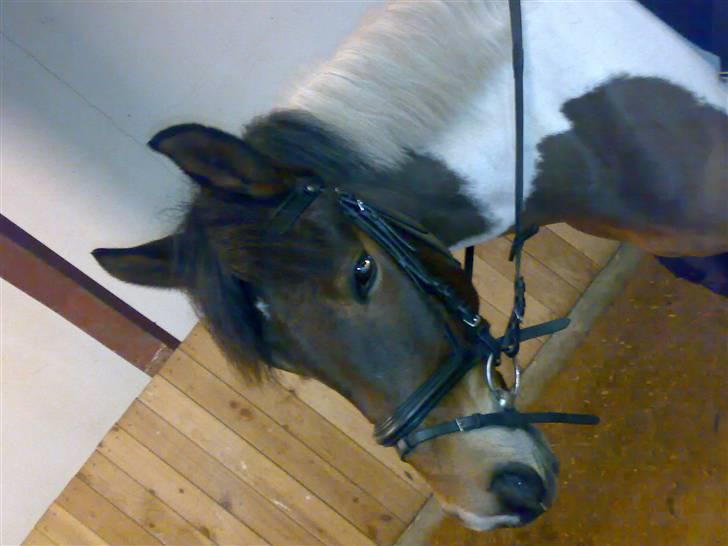 Anden særlig race spirit (tidliger part) :) - spirit og migh skal til ud at ride... <´33 billede 5