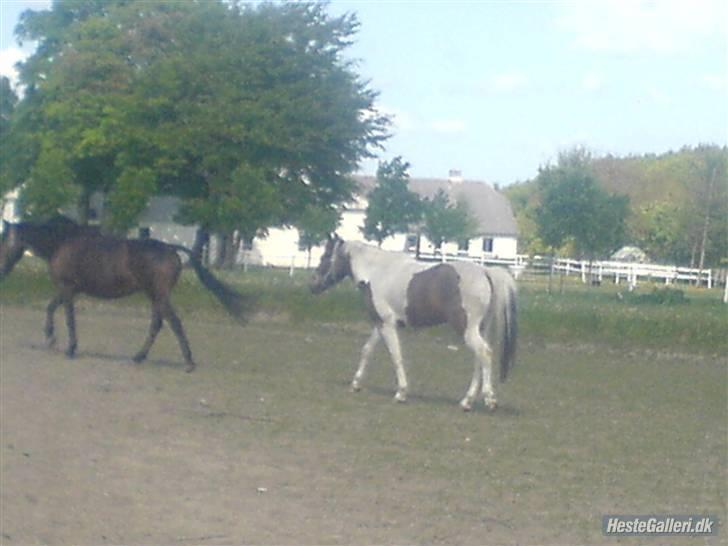Anden særlig race spirit (tidliger part) :) - Rikke og spirit på folden hehe musser <´33 billede 6