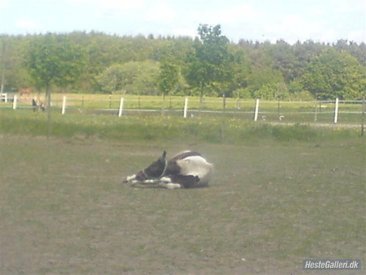 Anden særlig race spirit (tidliger part) :) - du elsker bare at være på fold <´3  billede 7