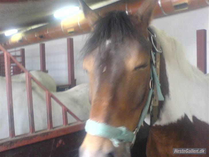 Anden særlig race spirit (tidliger part) :) - du er den bedste <´3 billede 9