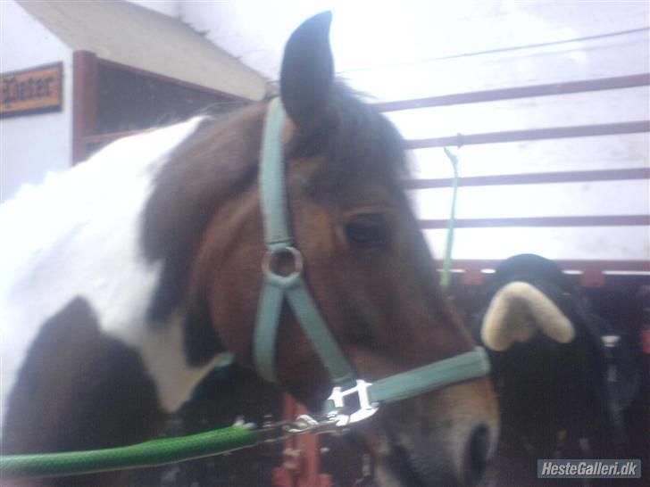 Anden særlig race spirit (tidliger part) :) - den nusser pony billede 10