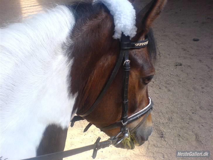 Anden særlig race spirit (tidliger part) :) - spirit´s hovde den søde muss  billede 12