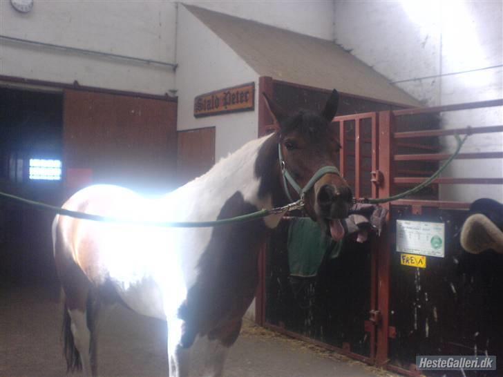 Anden særlig race spirit (tidliger part) :) - spirit i stalden <´3 billede 17