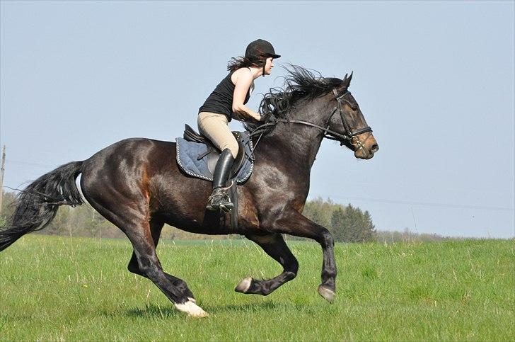 Oldenborg Sigersholmgårds Uno-boy - Ride upon the black horse as power courses through his veins; for the black horse shares a wisdom that only those whose intentions are pure, may be able to gain. billede 6