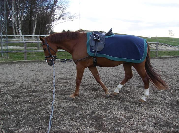 Dansk Varmblod Casandro - gang i den på marken billede 12
