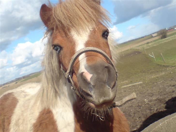 Shetlænder Findus solgt - Line der træner lidt med bette findus<3 Fotograf: Mig billede 9