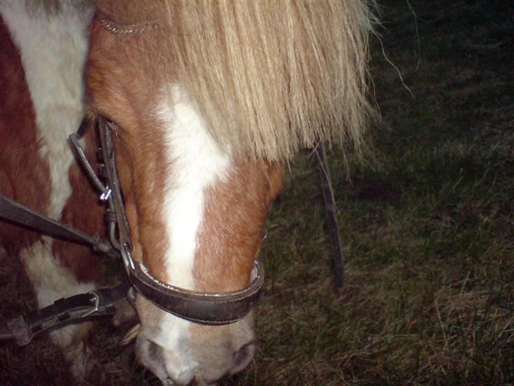 Shetlænder Findus solgt - vi red lige lidt (: Fotograf: Mig billede 11