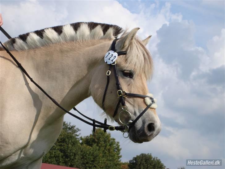 Fjordhest Hashagen's Faika billede 1