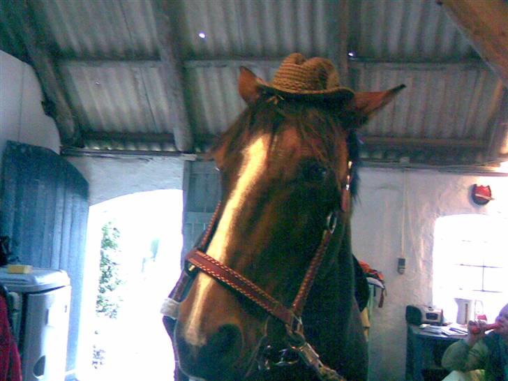 Dansk Varmblod Ferá Krogen billede 5