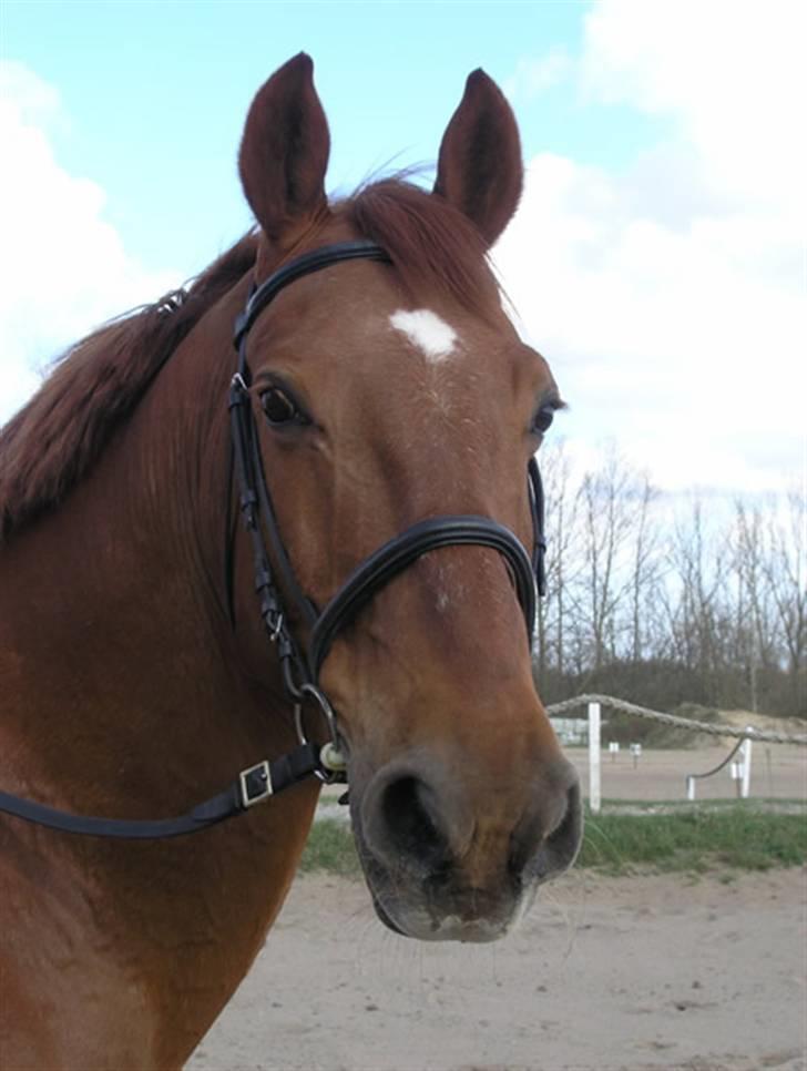 Anden særlig race Stald Gipsys Bandit billede 7