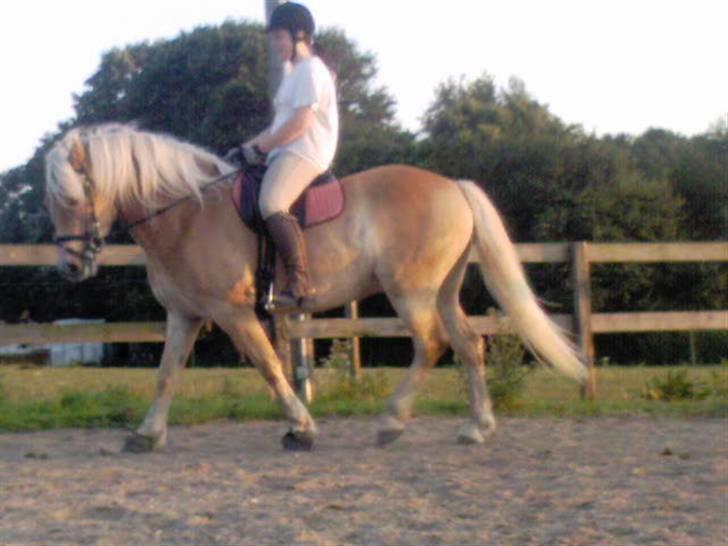 Haflinger Adios billede 13