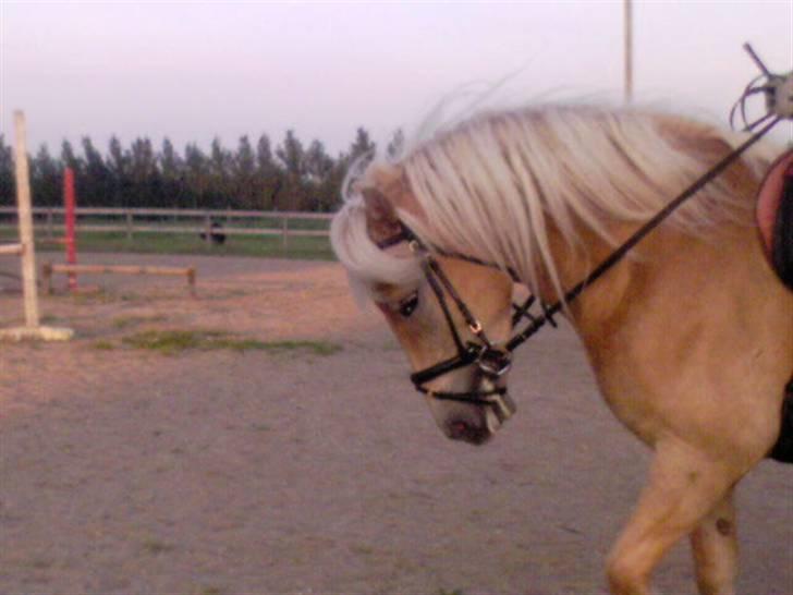 Haflinger Adios billede 14