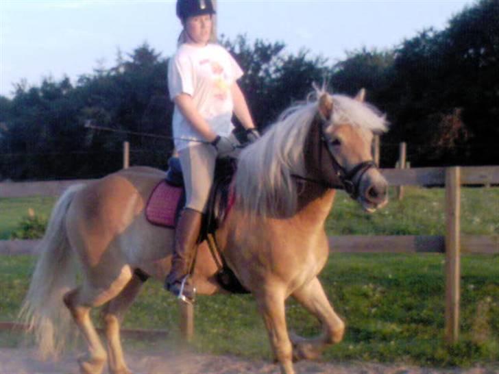 Haflinger Adios - total hygge  billede 15