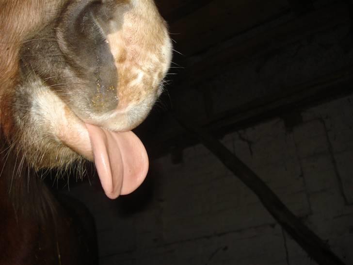 Haflinger payana weiblich *solgt* billede 1