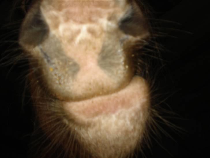 Haflinger payana weiblich *solgt* billede 2