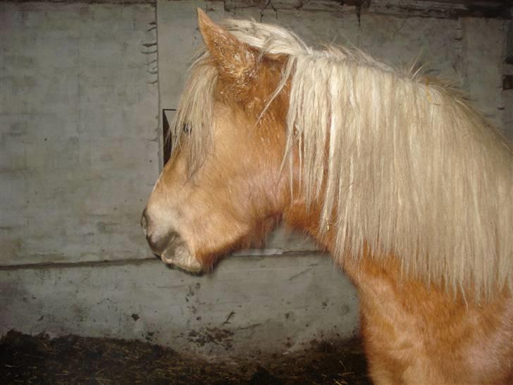 Haflinger payana weiblich *solgt* billede 4