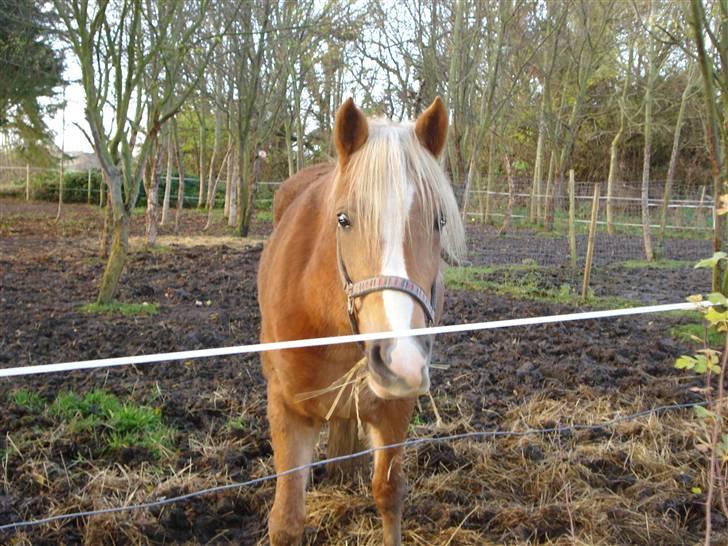 Haflinger payana weiblich *solgt* billede 5