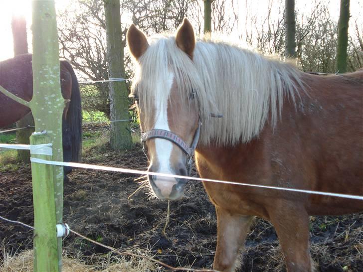 Haflinger payana weiblich *solgt* billede 6