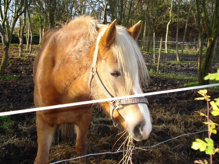 Haflinger payana weiblich *solgt* billede 7