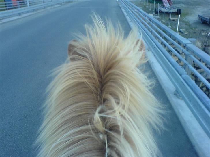 Islænder siggi billede 1