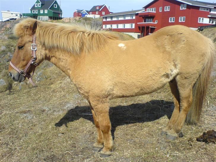 Islænder siggi billede 2