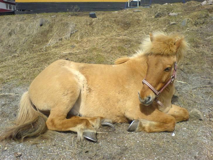 Islænder siggi billede 3