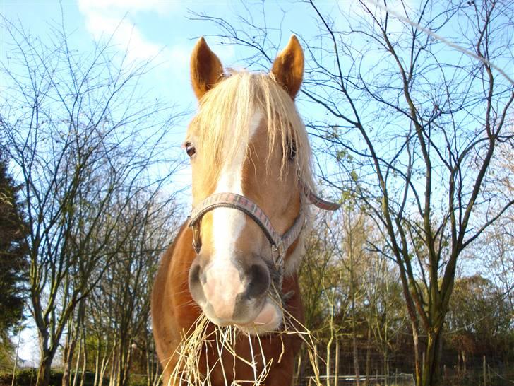 Haflinger payana weiblich *solgt* billede 8