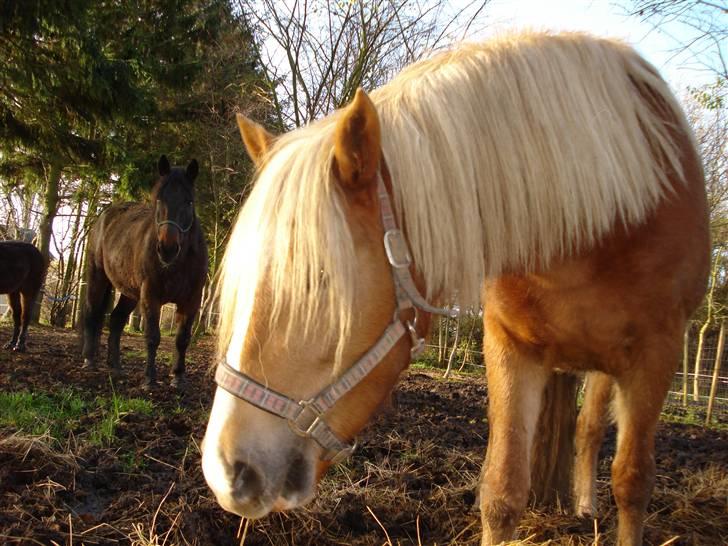 Haflinger payana weiblich *solgt* billede 9