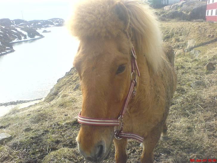 Islænder siggi billede 6