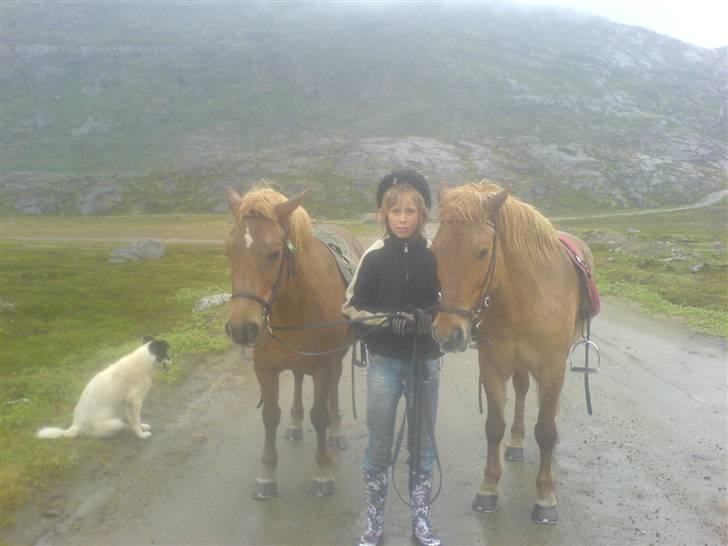 Islænder siggi billede 7