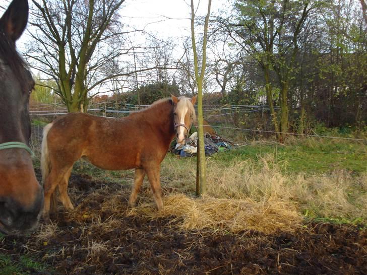 Haflinger payana weiblich *solgt* billede 10