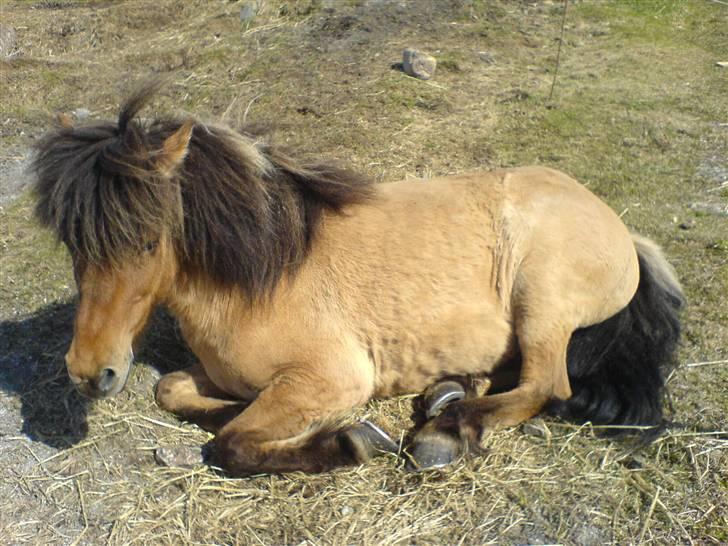 Islænder følli billede 9