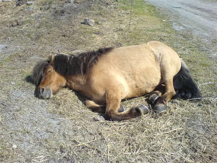 Islænder følli billede 10