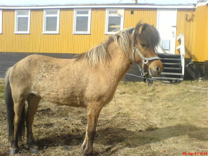 Islænder følli billede 11