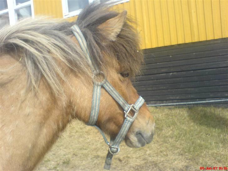 Islænder følli billede 12