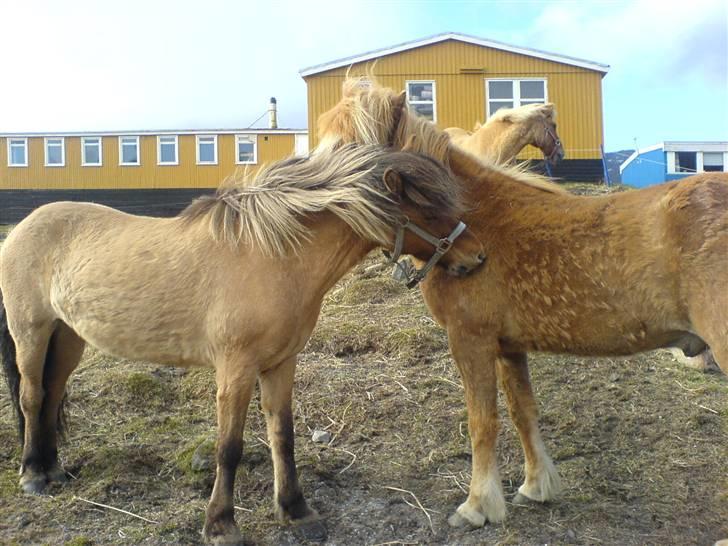 Islænder følli billede 13