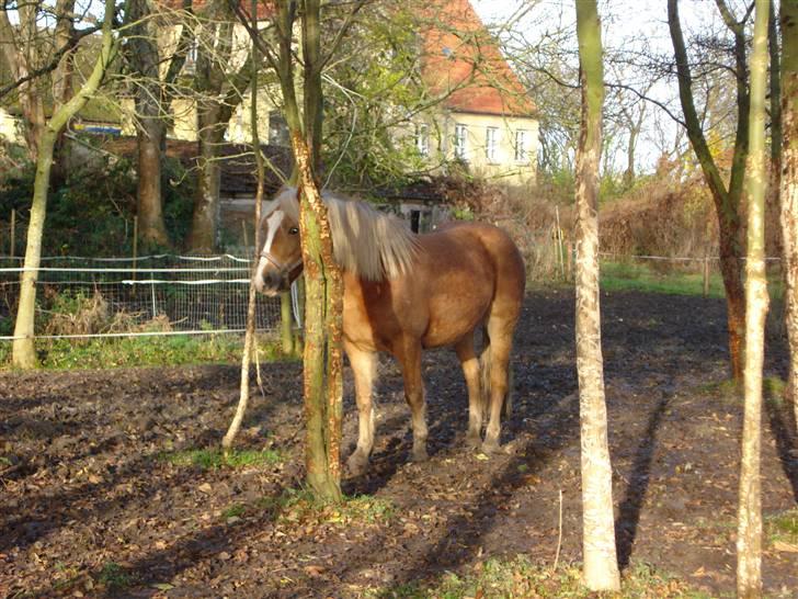 Haflinger payana weiblich *solgt* billede 14