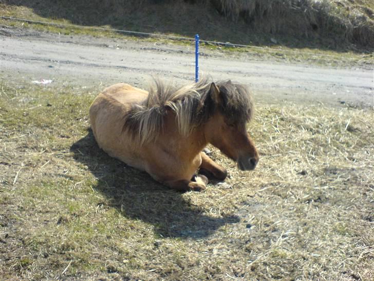 Islænder følli billede 14