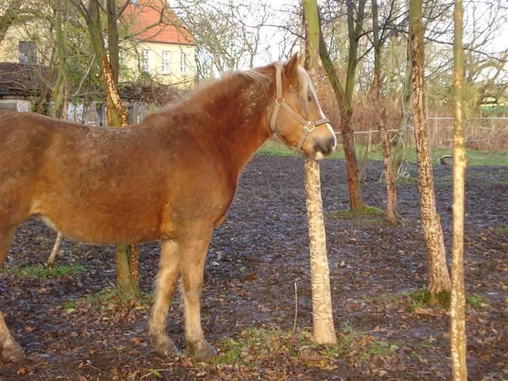 Haflinger payana weiblich *solgt* billede 15