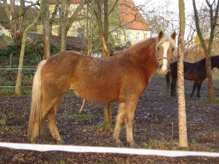 Haflinger payana weiblich *solgt* billede 16