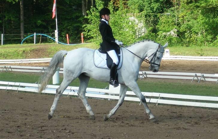 Dansk Varmblod Laiduc Attrup - Laiduc i La3 på Mors 2007 billede 1