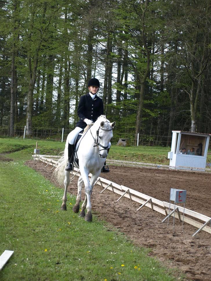 Dansk Varmblod Laiduc Attrup - Morsø 2008 (Foto: Sofie Slot) billede 2