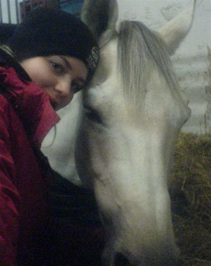 Dansk Varmblod Laiduc Attrup - hygge i boksen <33 billede 3