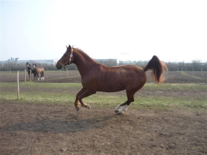 Anden særlig race Figaro  - Velkommen til Figaros profil (: smid gerne en kommentar <3 billede 1