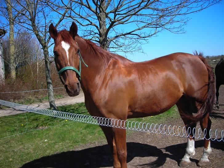 Anden særlig race Figaro  - Smukke Figaro ! <3 billede 2